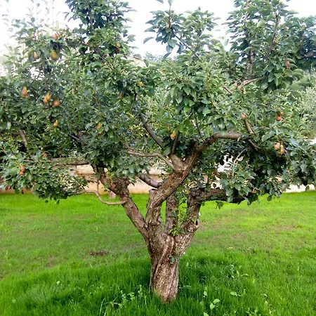 Strapalu'